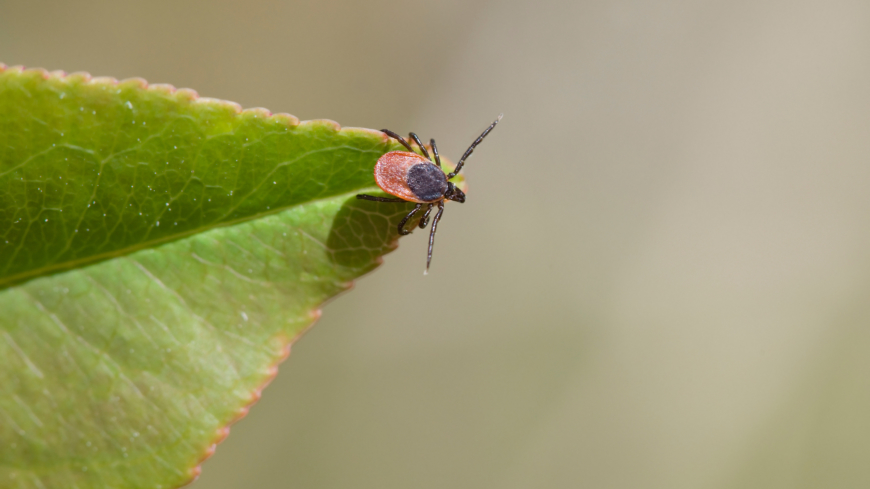 TBE-vaccination bara subventionerat i vissa regioner